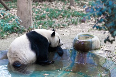 Panda Chengdu şehir Hayvanat Bahçesi