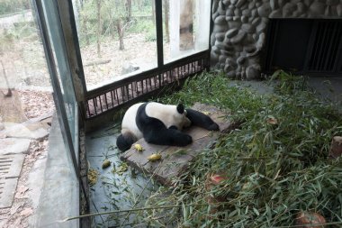 Panda Chengdu şehir Hayvanat Bahçesi