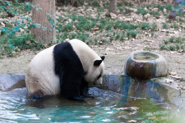 Panda Chengdu şehir Hayvanat Bahçesi