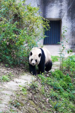 Panda Chengdu şehir Hayvanat Bahçesi