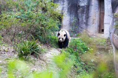 Panda Chengdu şehir Hayvanat Bahçesi