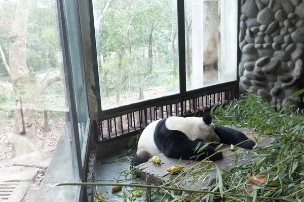 Panda Chengdu şehir Hayvanat Bahçesi