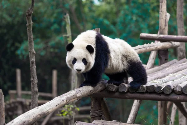 Panda Chengdu şehir Hayvanat Bahçesi