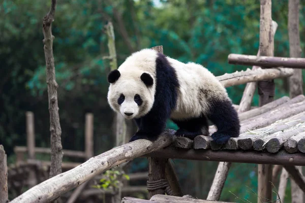 Panda Zoo Město Chengdu — Stock fotografie