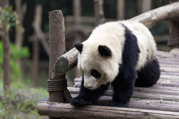 Panda Chengdu şehir Hayvanat Bahçesi