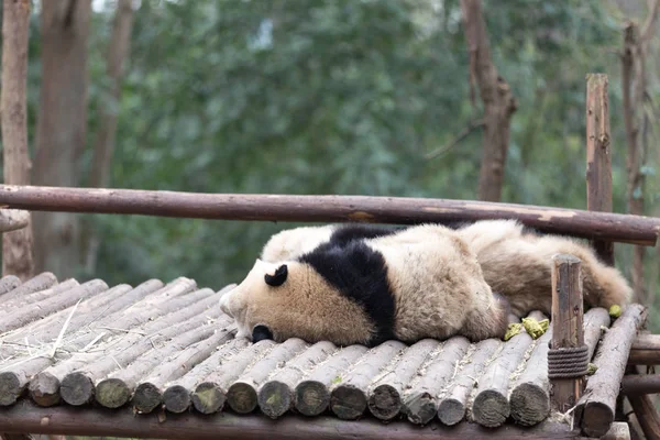 Panda Zoo Město Chengdu — Stock fotografie