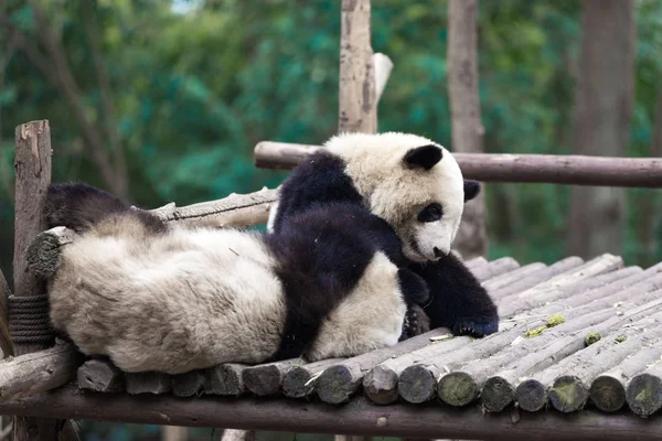 Panda Zoológico Chengdu — Fotografia de Stock