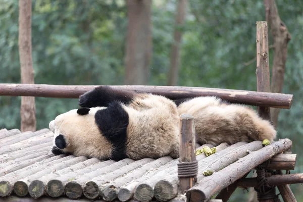 Panda Zoológico Chengdu — Fotografia de Stock