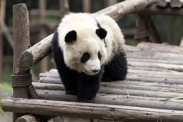 Panda Allo Zoo Chengdu — Foto Stock