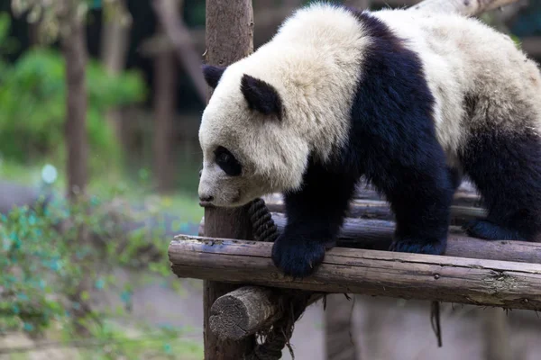 Panda Zoo Der Stadt Chengdu — Stockfoto