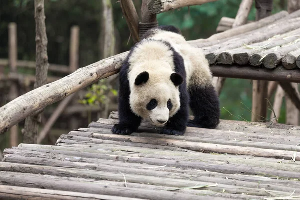 Panda Chengdu şehir Hayvanat Bahçesi