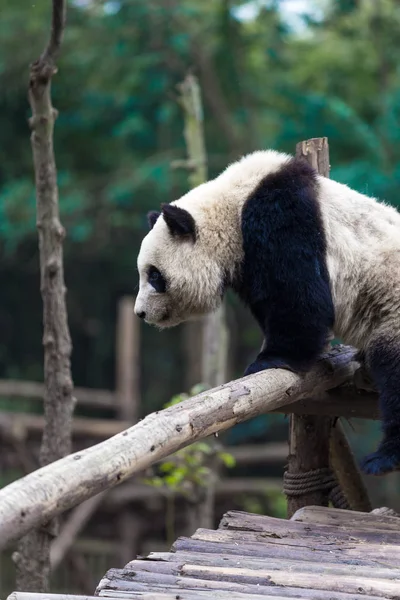 Panda Zoo Der Stadt Chengdu — Stockfoto