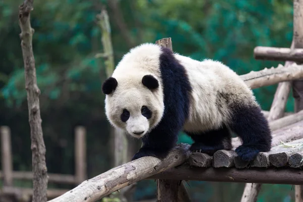 Panda Allo Zoo Chengdu — Foto Stock