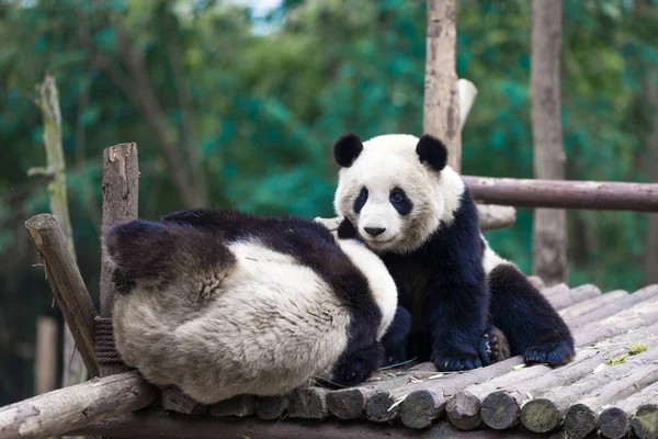 Panda Zoológico Chengdu — Fotografia de Stock