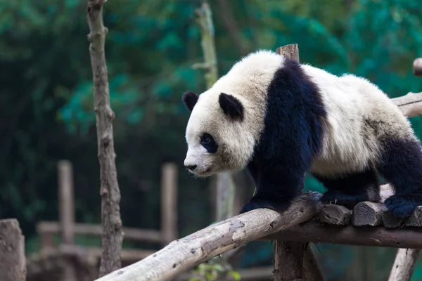 Panda Allo Zoo Chengdu — Foto Stock