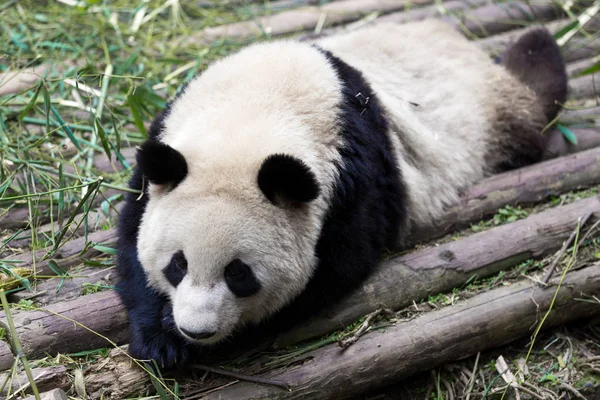 Panda Chengdu City Zoo — Zdjęcie stockowe