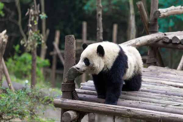 Panda Chengdu şehir Hayvanat Bahçesi