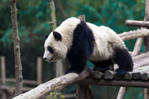 成都市動物園のパンダ — ストック写真