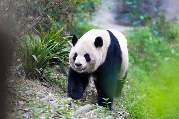 panda in Chengdu city zoo