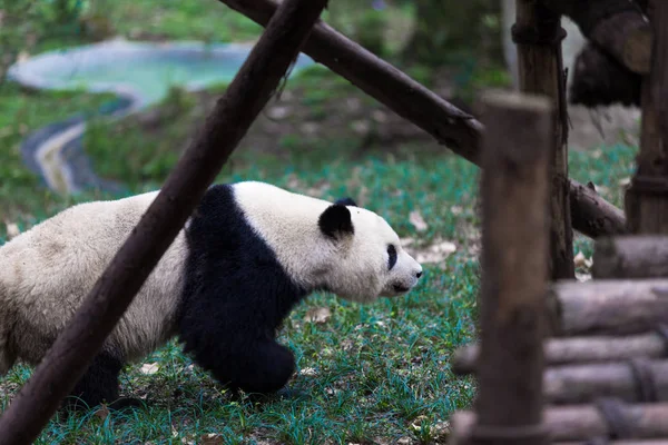 Panda Chengdu şehir Hayvanat Bahçesi