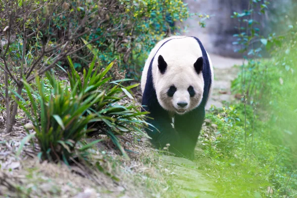 Panda Chengdu şehir Hayvanat Bahçesi