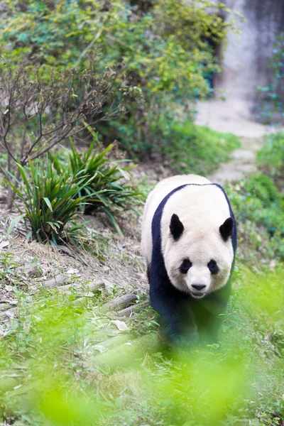 Panda Chengdu şehir Hayvanat Bahçesi