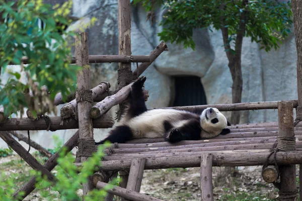 Panda Chengdu şehir Hayvanat Bahçesi