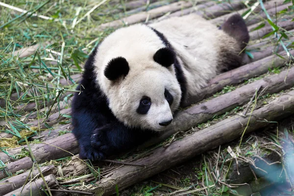 Panda Chengdu Şehir Hayvanat Bahçesi — Stok fotoğraf