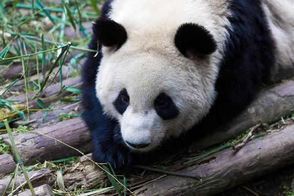Panda Chengdu şehir Hayvanat Bahçesi