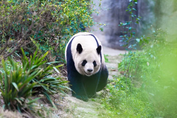 Panda Chengdu şehir Hayvanat Bahçesi