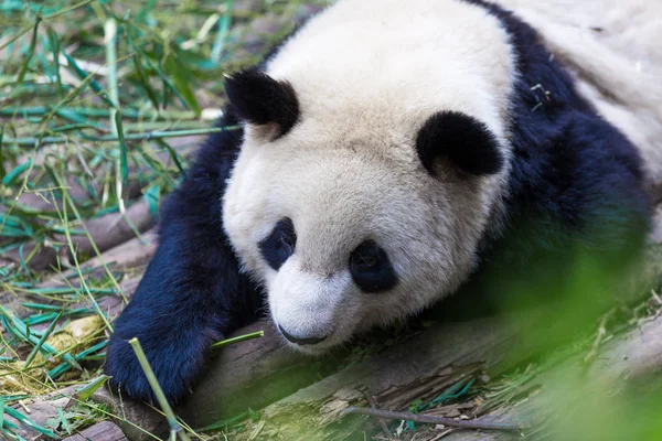 Panda Chengdu Şehir Hayvanat Bahçesi — Stok fotoğraf