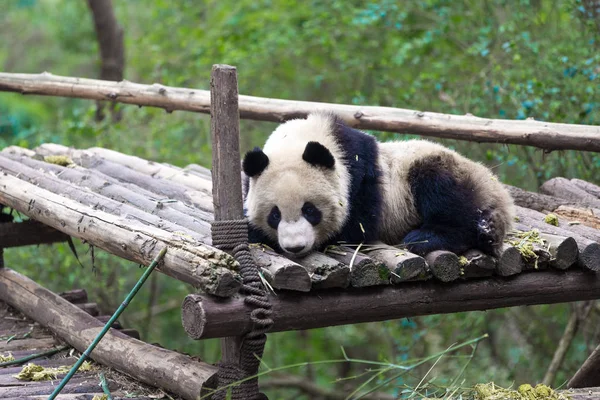 Panda Zoo Der Stadt Chengdu — Stockfoto