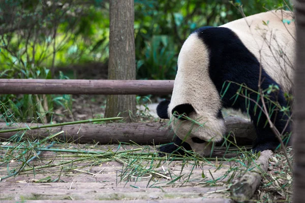Panda Chengdu şehir Hayvanat Bahçesi