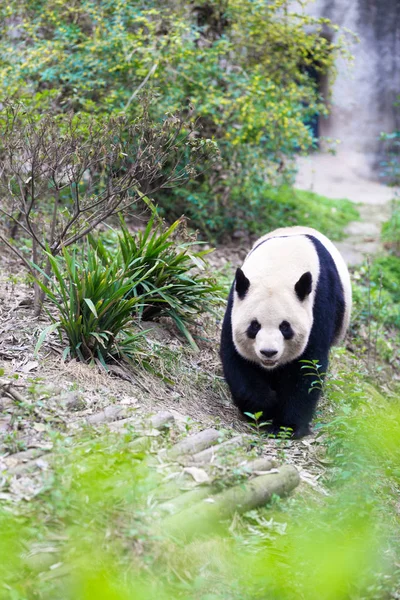 Panda Chengdu şehir Hayvanat Bahçesi
