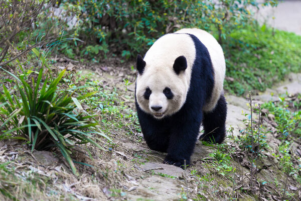 panda in Chengdu city zoo