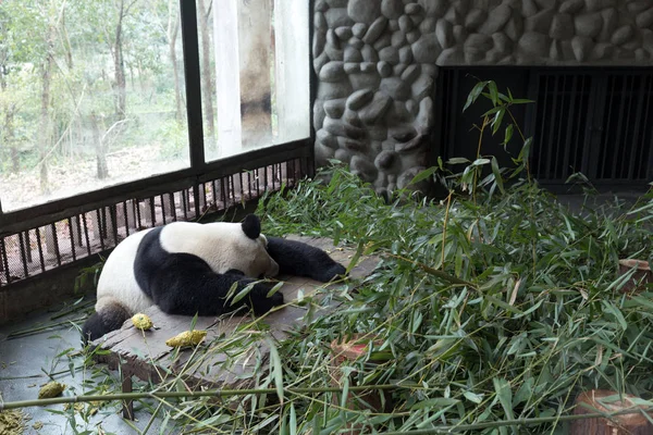 Panda Chengdu şehir Hayvanat Bahçesi