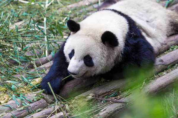 Panda Zoológico Chengdu — Fotografia de Stock