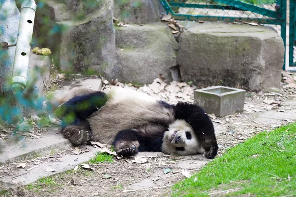 Panda Chengdu City Zoo — Stock Photo, Image