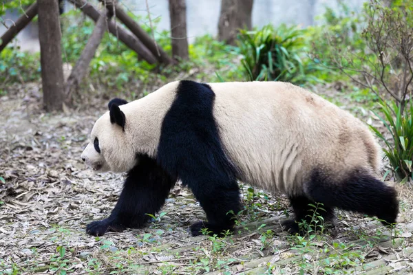 熊猫在成都市动物园 — 图库照片