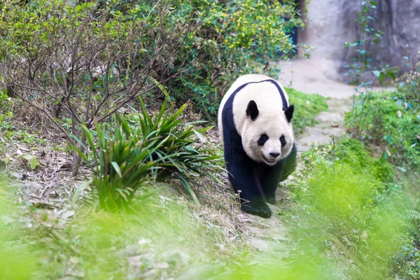 Panda Chengdu Şehir Hayvanat Bahçesi — Stok fotoğraf