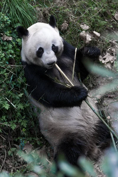 Panda Chengdu şehir Hayvanat Bahçesi