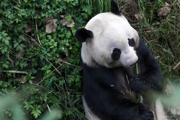 Panda Allo Zoo Chengdu — Foto Stock