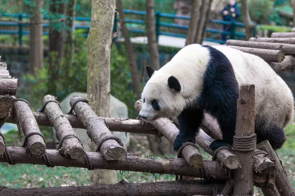 Panda Chengdu City Zoo — Stockfoto