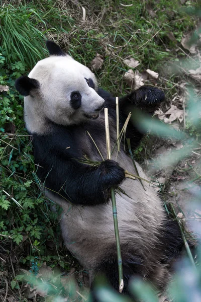 Panda Zoológico Chengdu — Fotografia de Stock