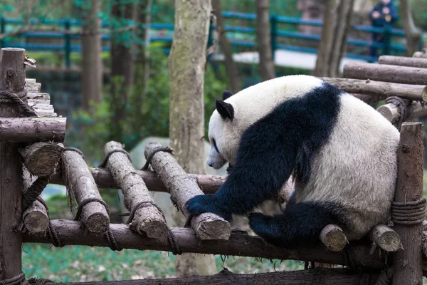 Panda Zoo Der Stadt Chengdu — Stockfoto