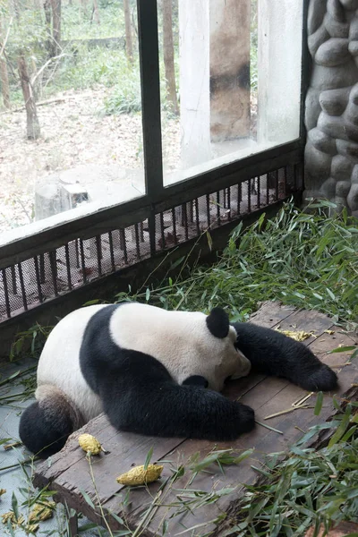 Panda Chengdu City Zoo — Stock Photo, Image