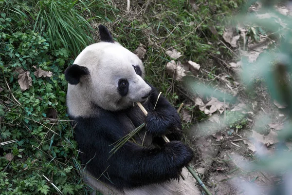 Panda Zoológico Chengdu — Fotografia de Stock