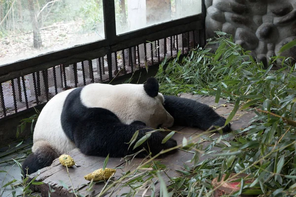Panda Dans Zoo Chengdu — Photo