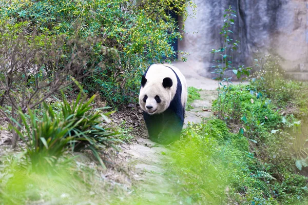 Panda Chengdu Şehir Hayvanat Bahçesi — Stok fotoğraf