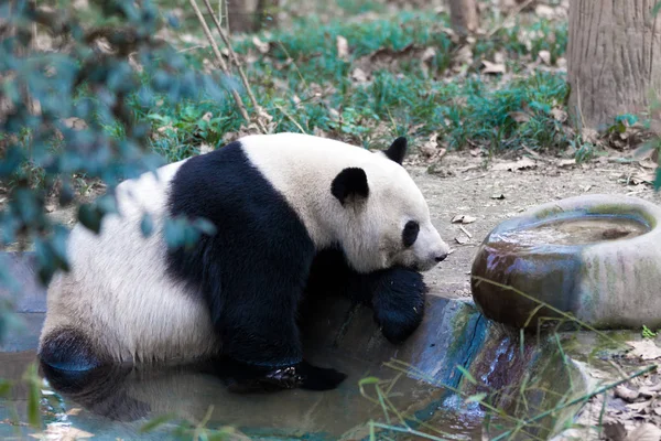 Panda Chengdu şehir Hayvanat Bahçesi